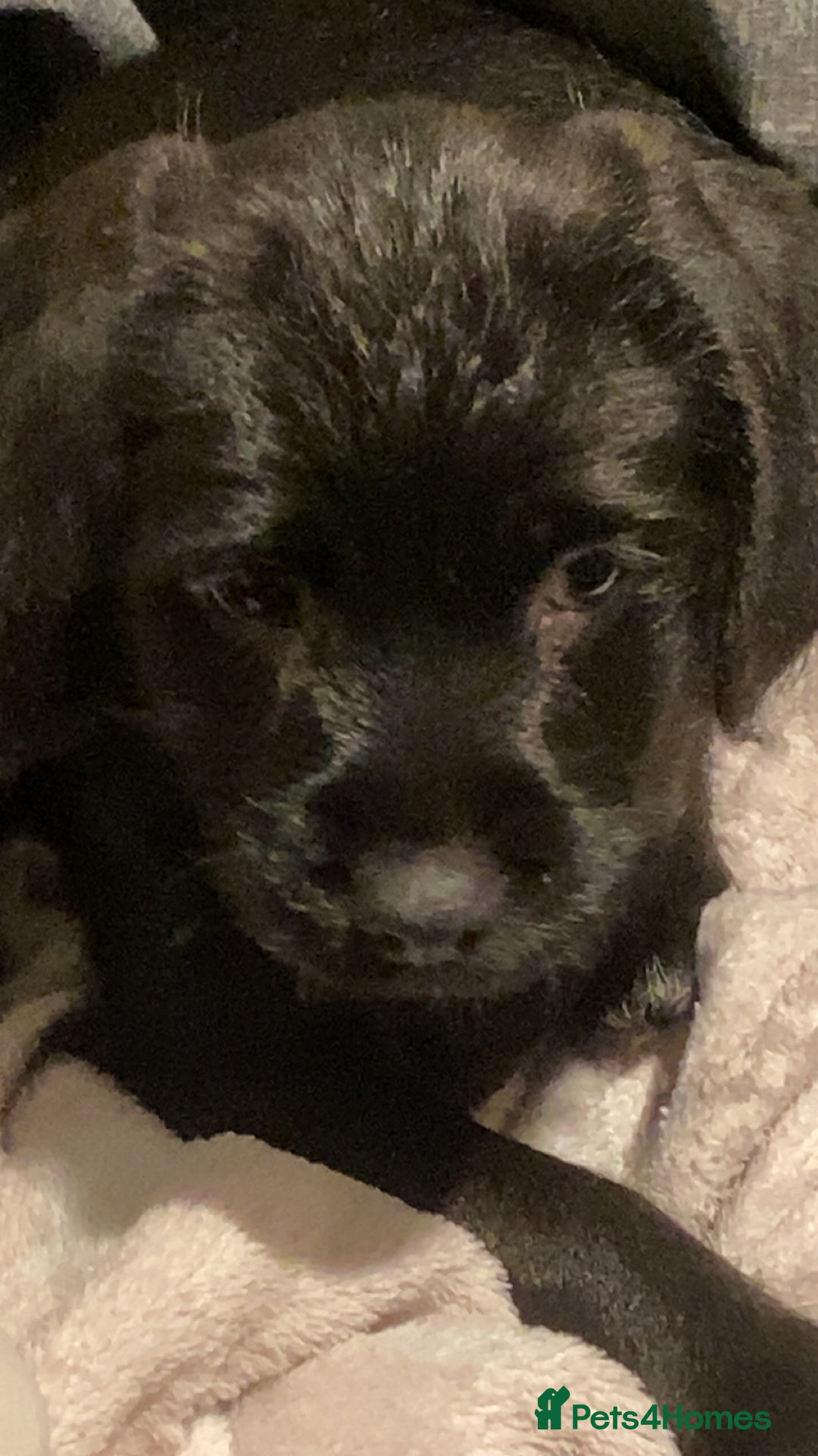 Mixed Breed dogs for sale: Dog for rehoming  - Advert 2