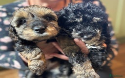 Schnoodle dogs for sale: Miniature Schoodle puppies - Image 12