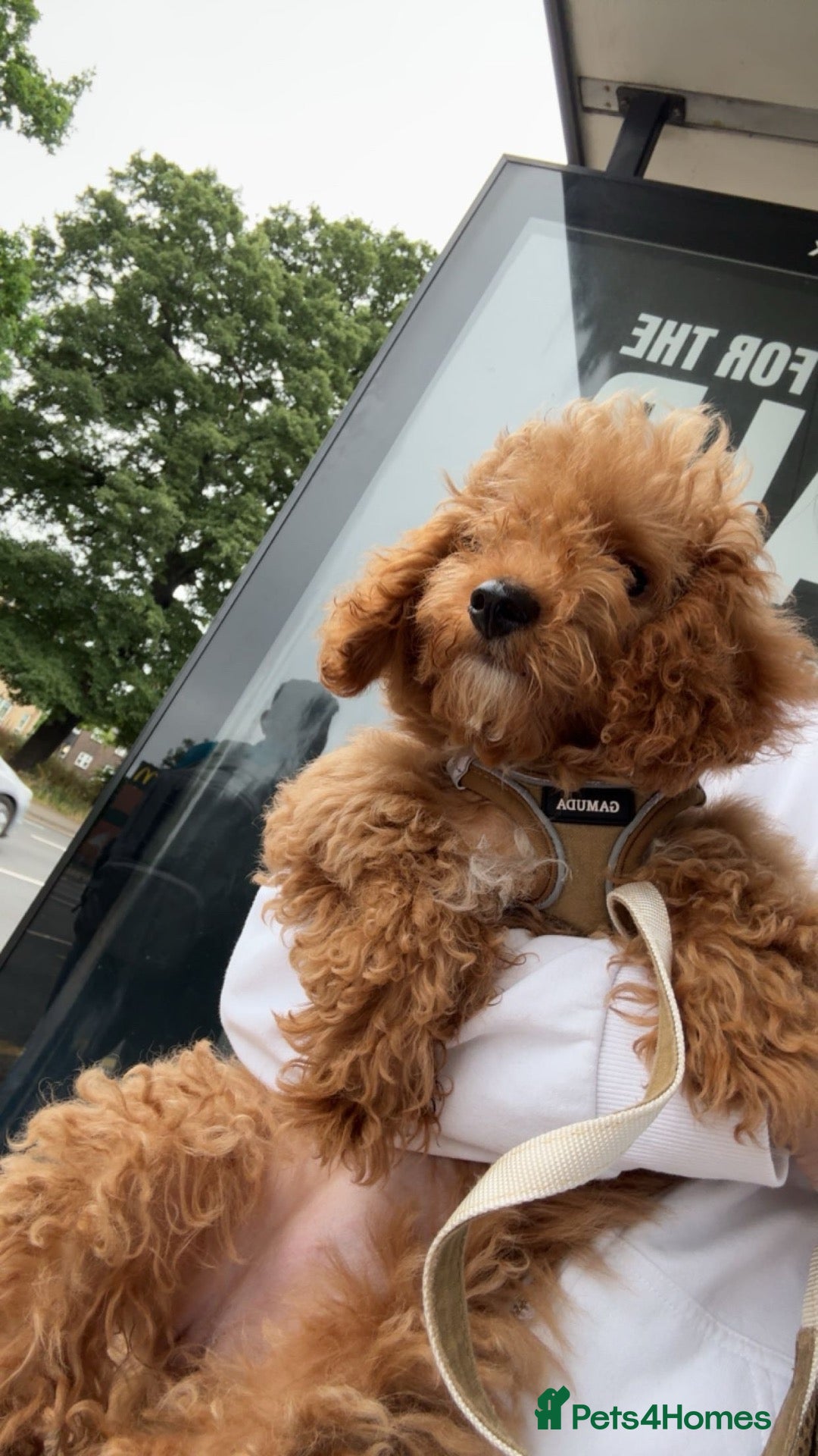 Cavapoochon dogs Beautiful Teddy Bear Cavapoochon Girl – Bijou - Advert 5