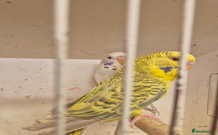 Budgerigars birds - Advert 1