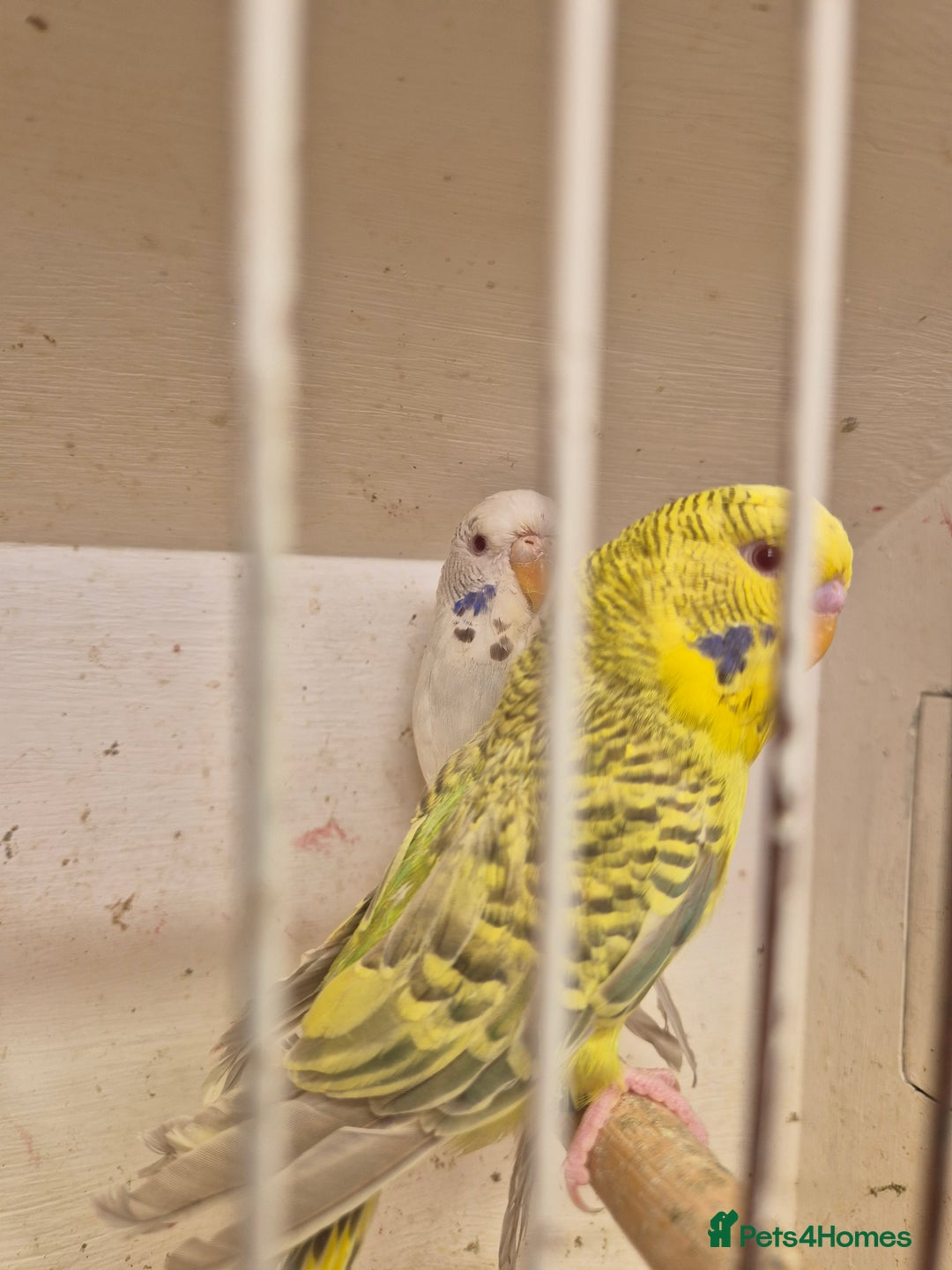 Budgerigars birds for sale: 100£ German Fallow - Image 1