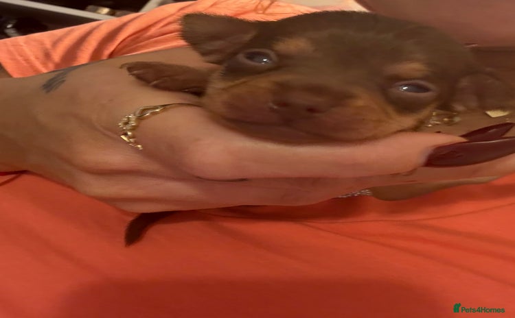 Chihuahua dogs - Advert 13