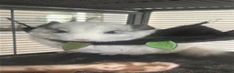 Chinchilla rodents for sale: Two Bonded Chinchillas  in Peterborough - Advert 5