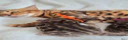 Bengal cats for sale: ⚜️Bengal kittens Tica registered ⚜️ - Advert 35