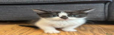 Male kitten 