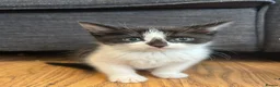 British Shorthair cats for sale: Kittens for sale - Advert 2
