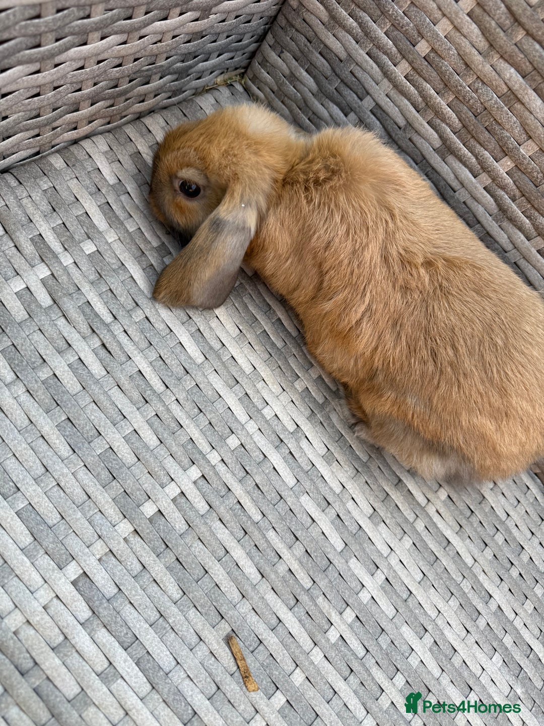 Mini Lop rabbits for sale: Mini lop - Image 10