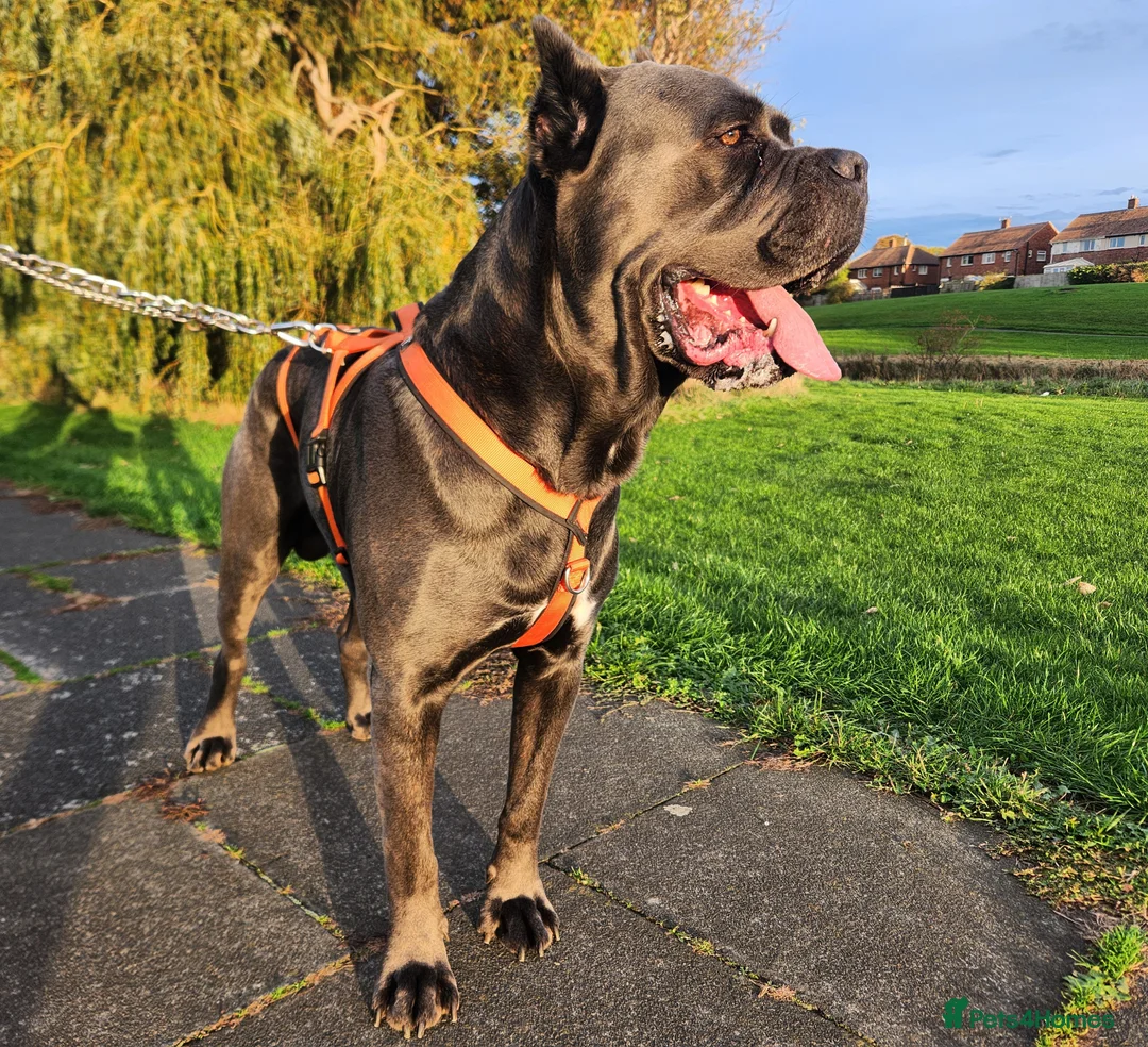 Cane Corso dogs for sale: Beautiful cane corso puppies - Advert 11