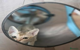 Singapura cats for sale: Stunning Singapura kittens  - Image 2