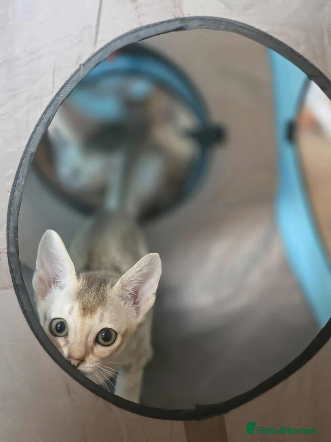 Singapura cats for sale: Stunning Singapura kittens  - Advert 7