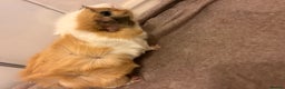 Guinea Pig rodents for sale: Gorgeous female guinea pigs - Advert 6