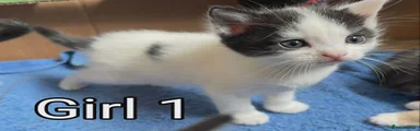 Kitten girl 1