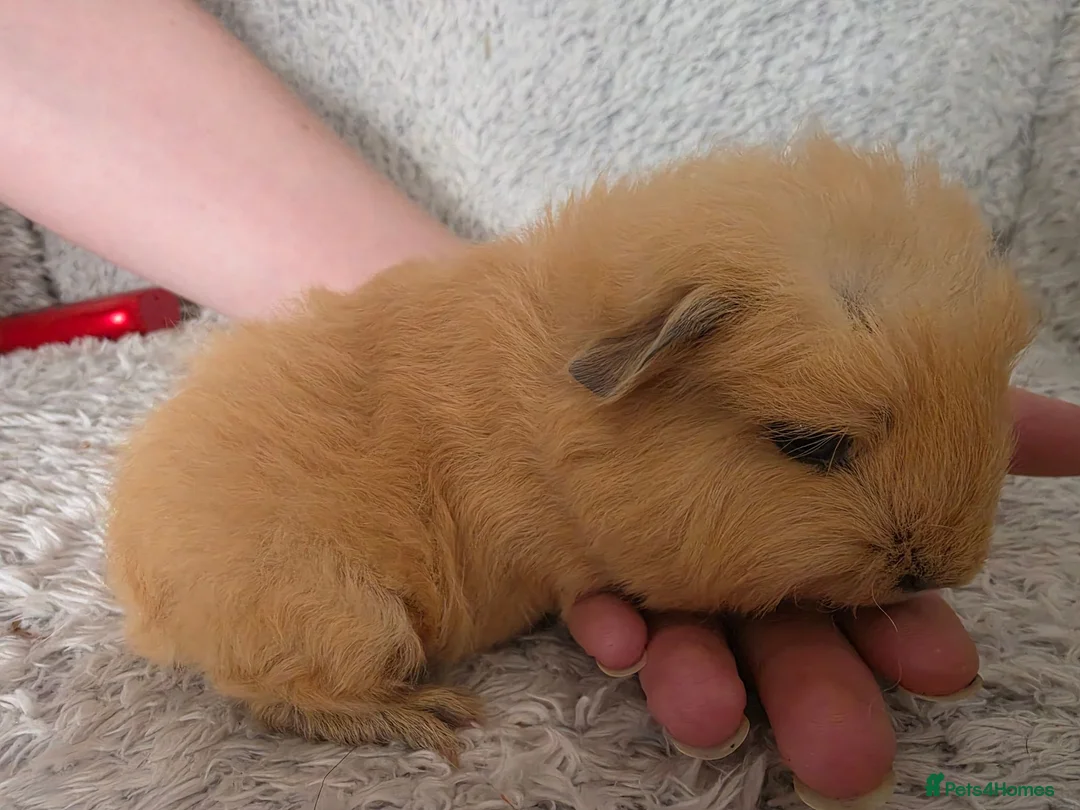 Guinea Pig rodents for sale: 2 swiss boys rtr - Advert 1
