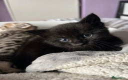 Mixed Breed cats for sale: Beautiful Fluffy Kittens - Advert 4