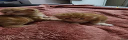 Domestic Shorthair cats for sale: 2 kittens for sale. in Sheffield - Advert 26