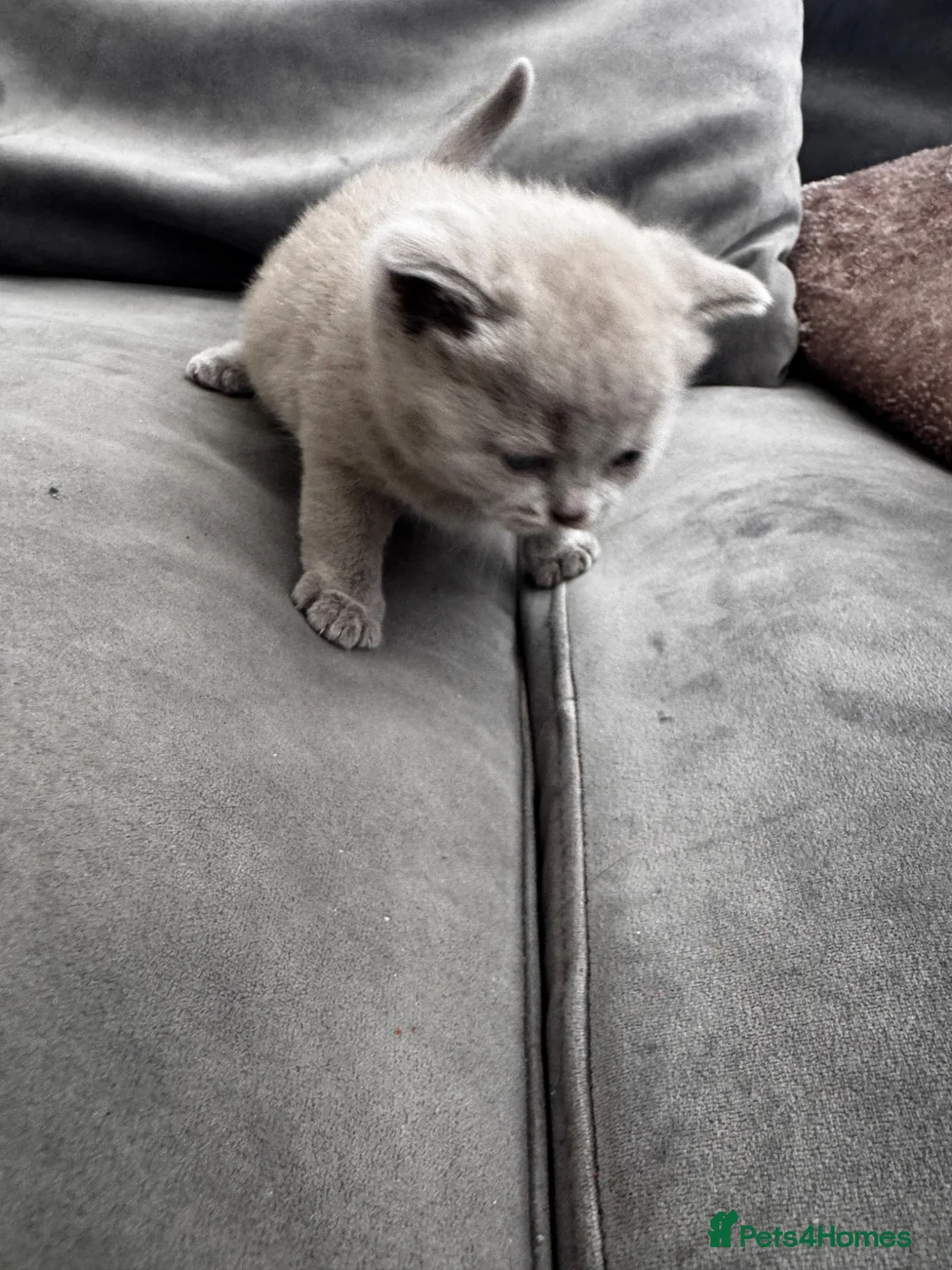 British Shorthair cats for sale: Champion Blood Line British Short Hair in Enfield - Advert 10