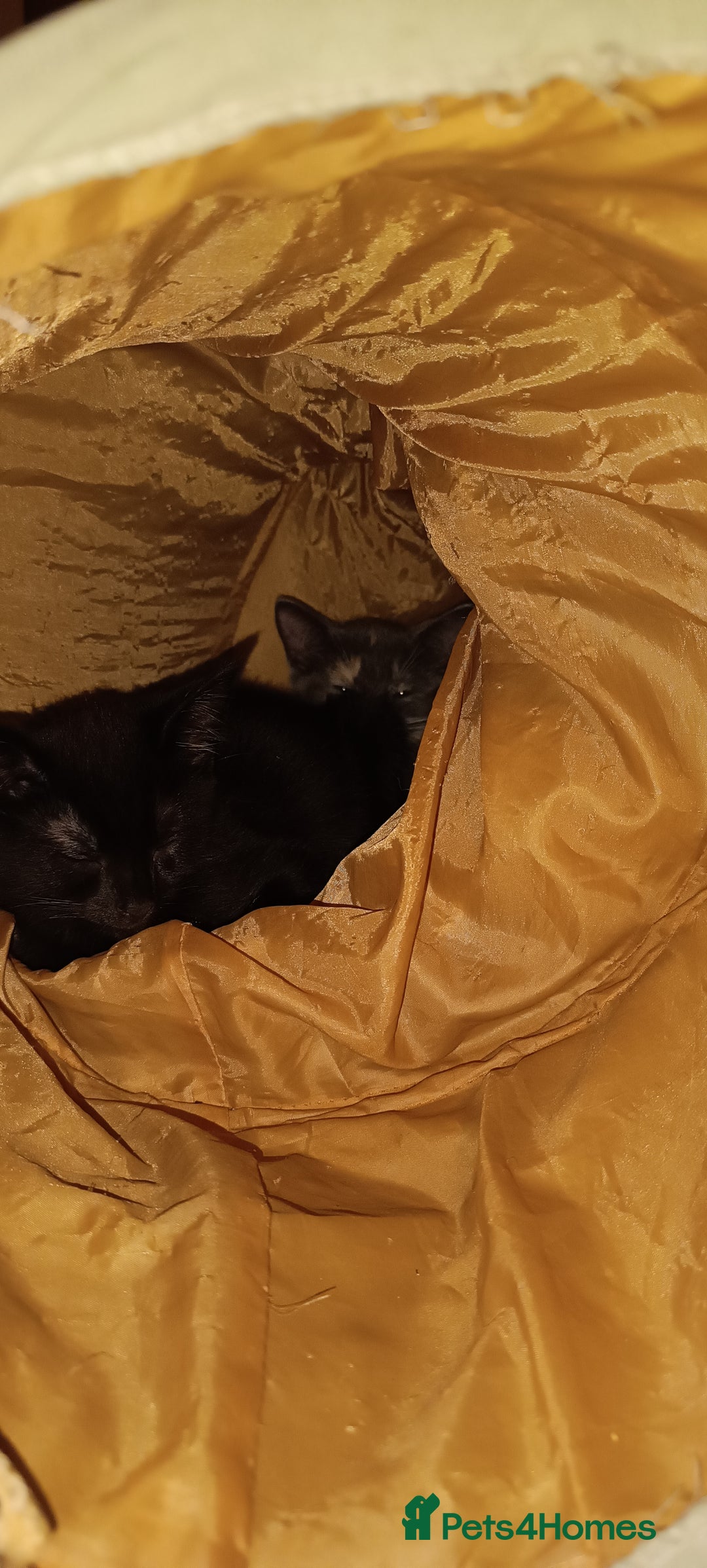 Mixed Breed cats for sale: Gorgeous kittens  - Image 16