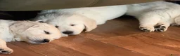 Golden Retriever dogs for sale: Stunning golden retrievers - Advert 17