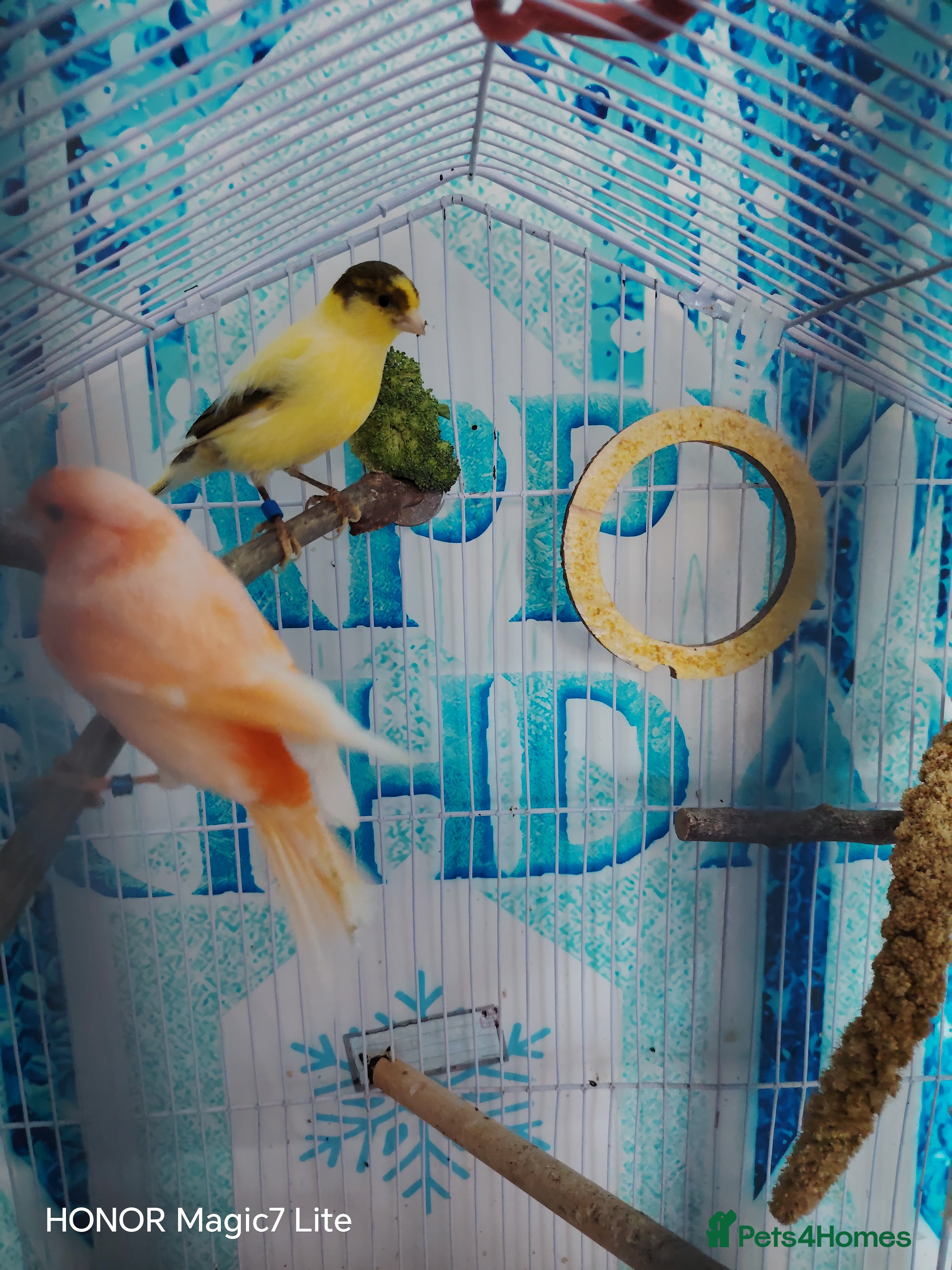 Canaries birds Canaries  - Advert 1