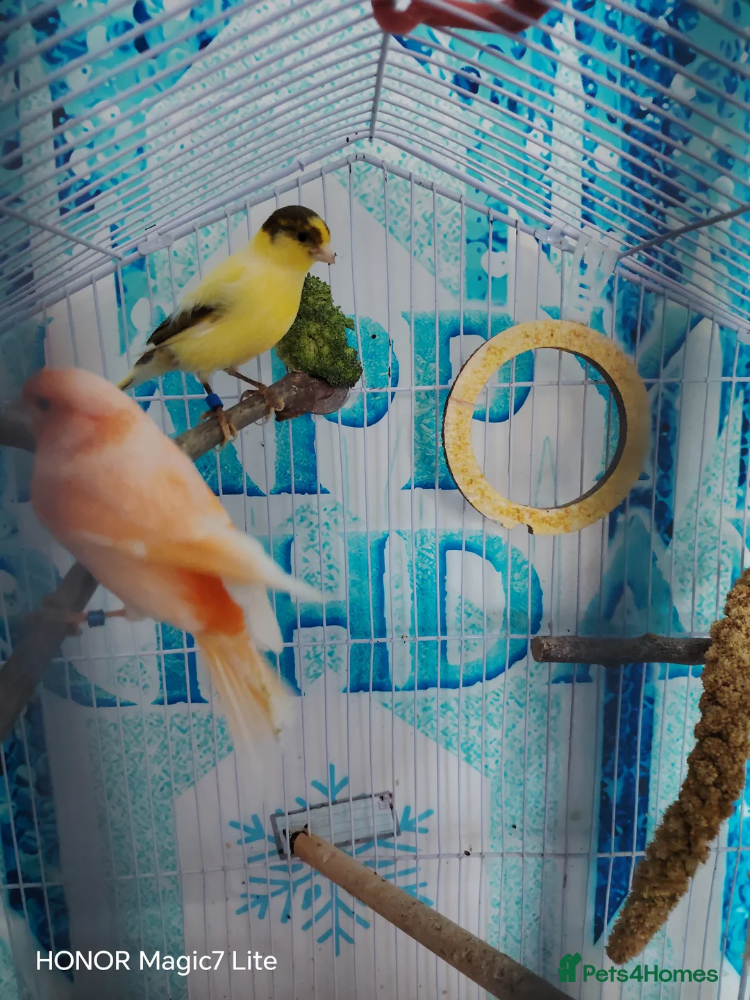 Canaries birds for sale: Canaries  - Advert 1