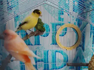 Canaries birds Canaries - Advert 9