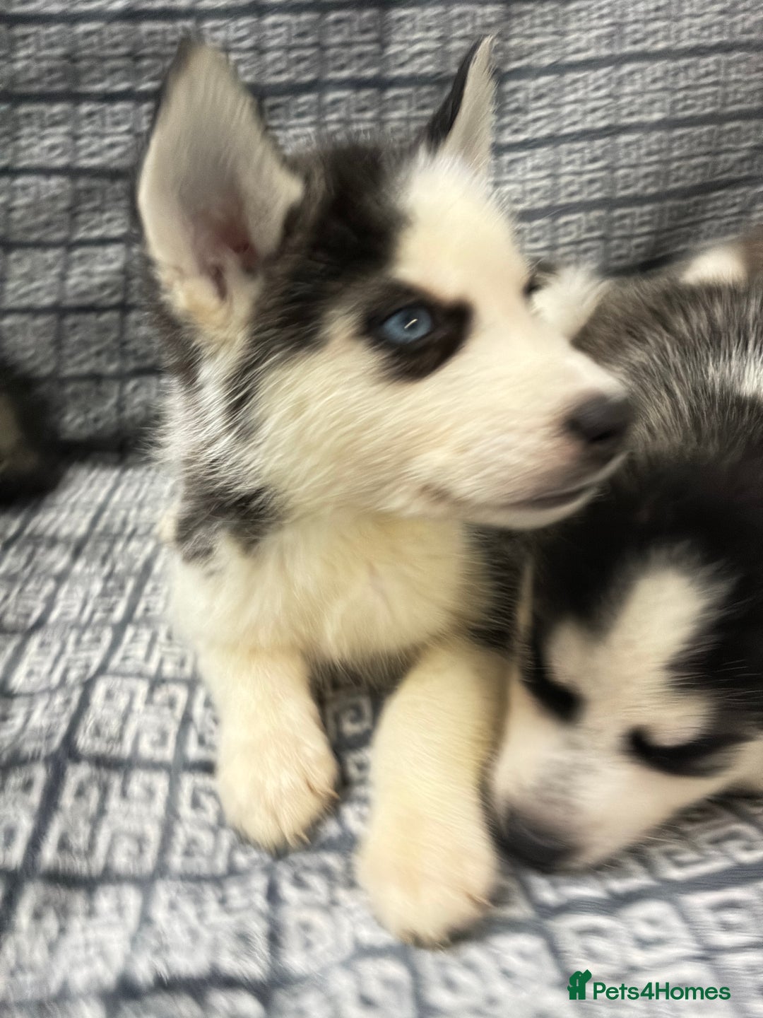 Siberian Husky dogs for sale: Pure Siberian huskies  - Advert 9