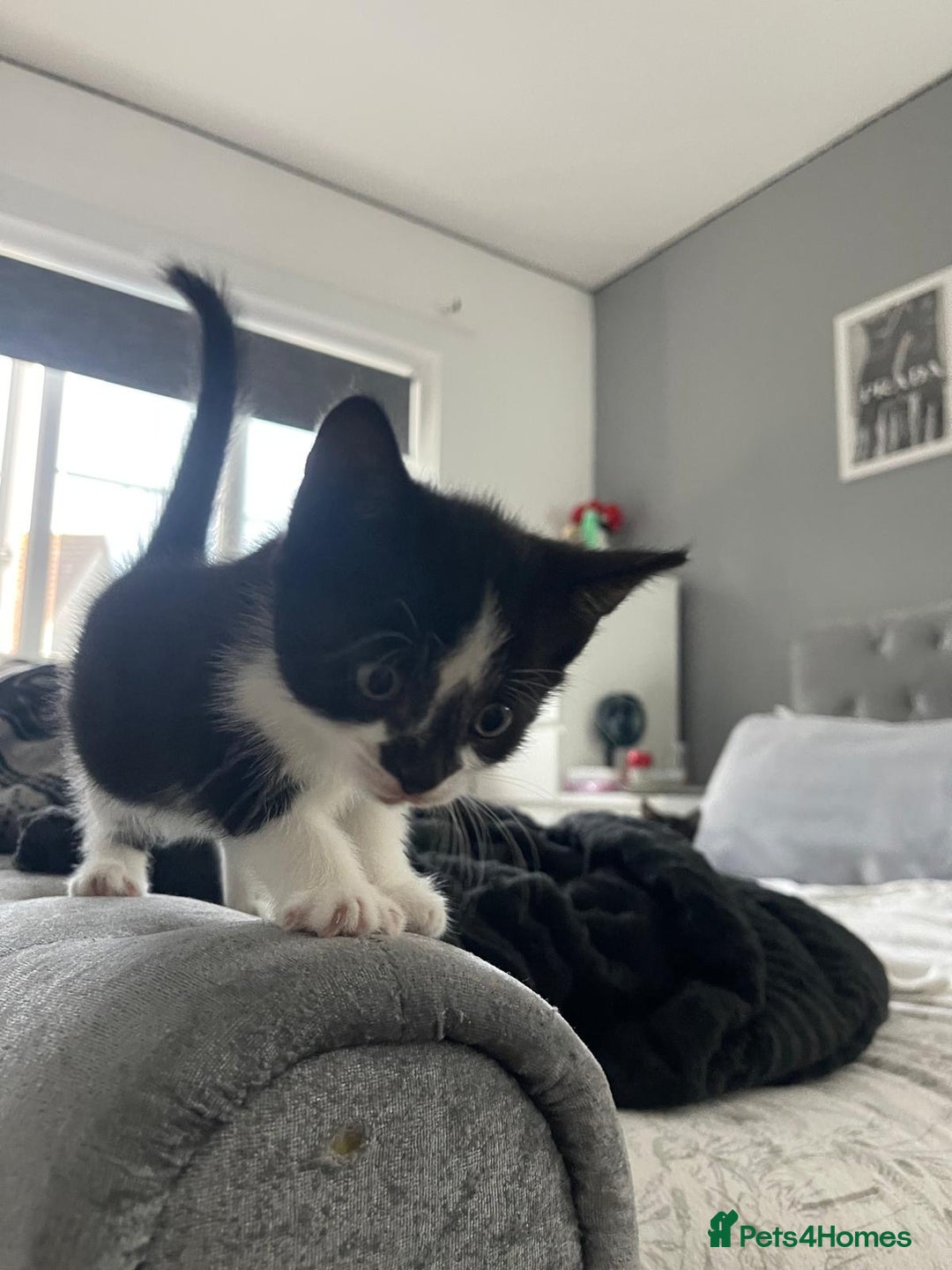 British Shorthair cats for sale: Tuxedo Kittens  - Image 10