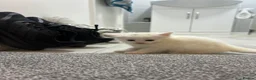 Turkish Angora cats for sale: 5 Beautiful Turkish Angora Kittens - Advert 6