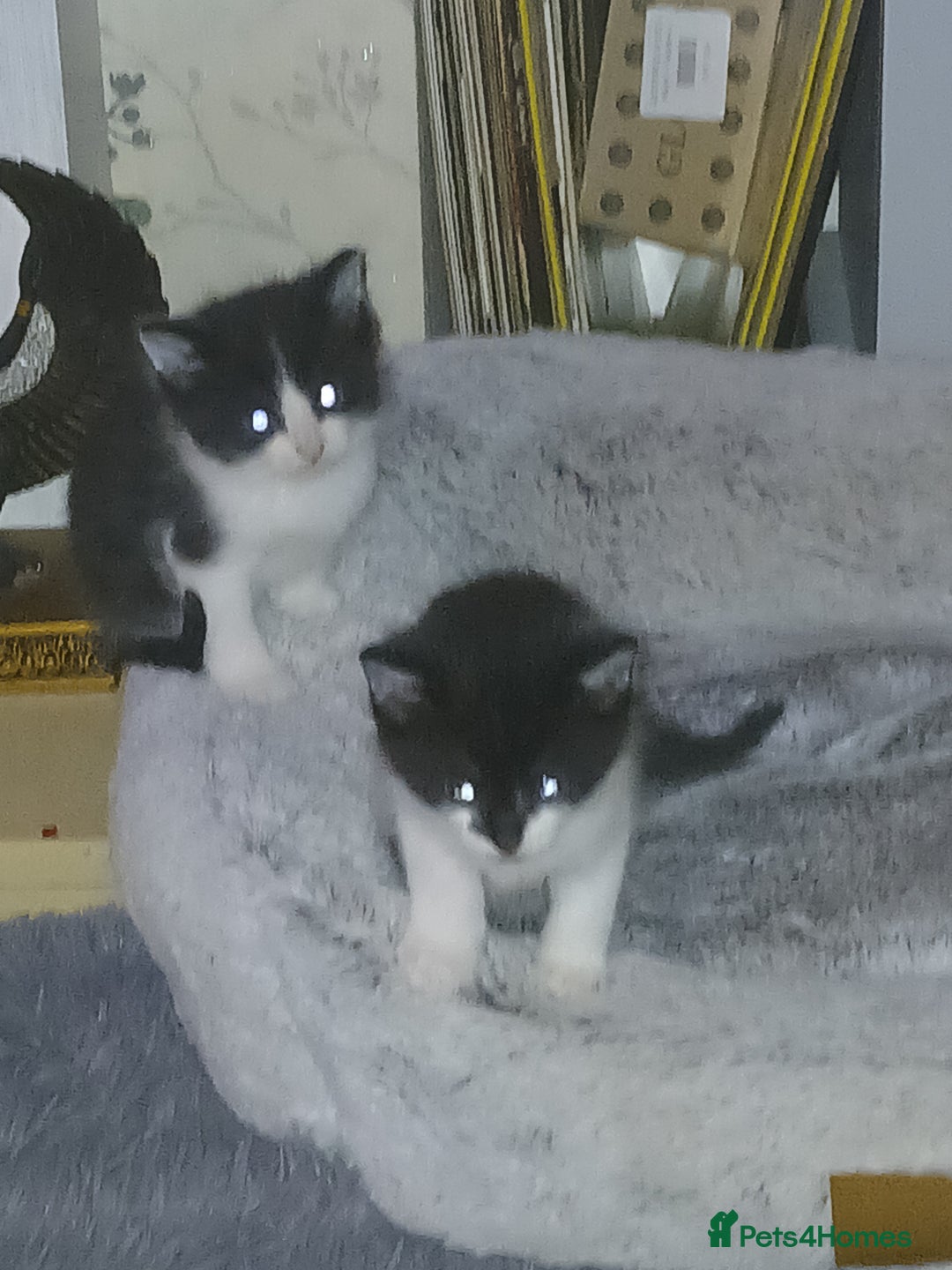 Mixed Breed cats for sale: 2 boys  - Advert 5