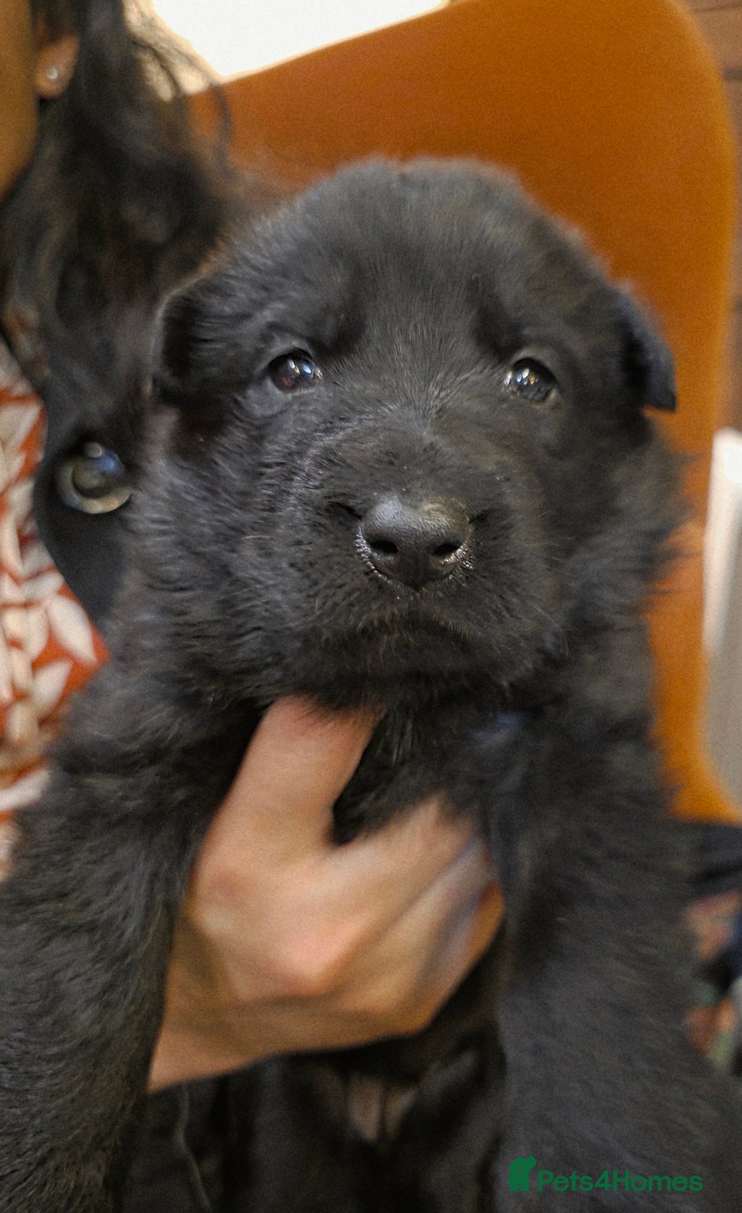 German Shepherd dogs for sale: Rare All-Black GSD Girls - Parents Owned & Present - Advert 15