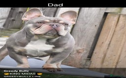 French Bulldog dogs for stud: King Midas son- Premium French Bulldog Stud - Advert 10