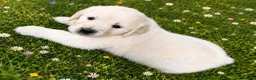 Golden Retriever dogs for sale: EXTENSIVELY HEALTH TESTED INTERNATIONAL PEDIGREE - Advert 5