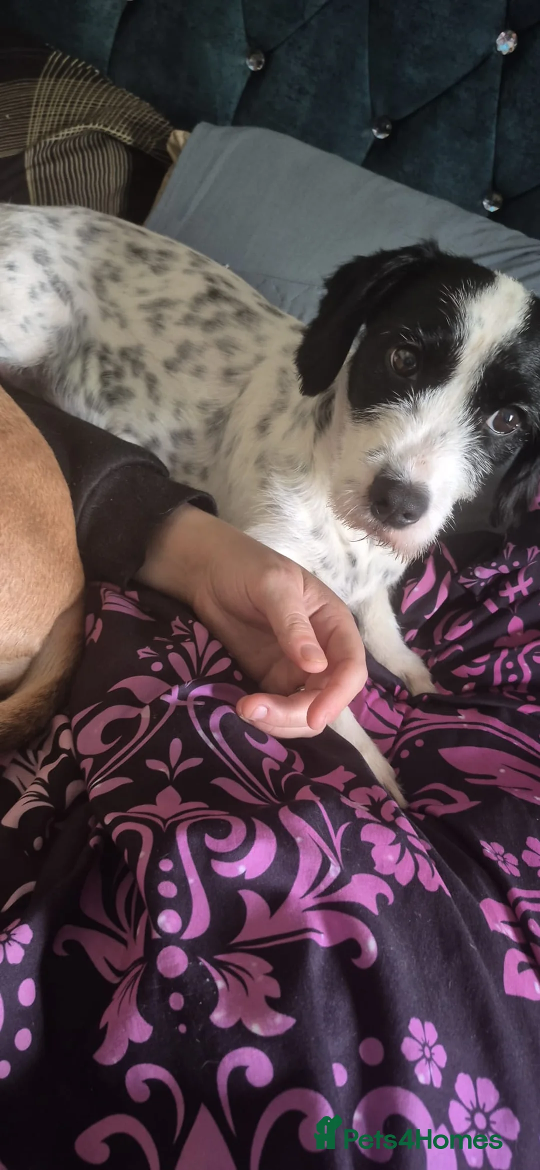 Mixed Breed dogs for sale: missi the mixed breed spaniel - Advert 13