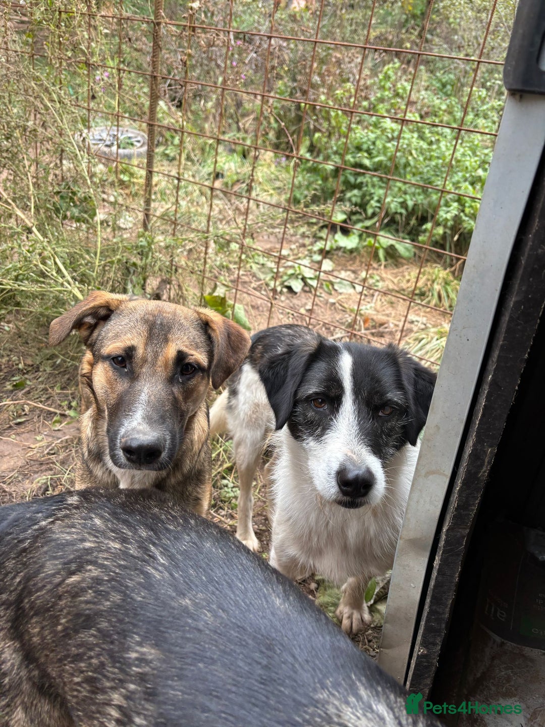 Mixed Breed dogs for adoption: Mac is looking for a family with another dog! - Advert 15