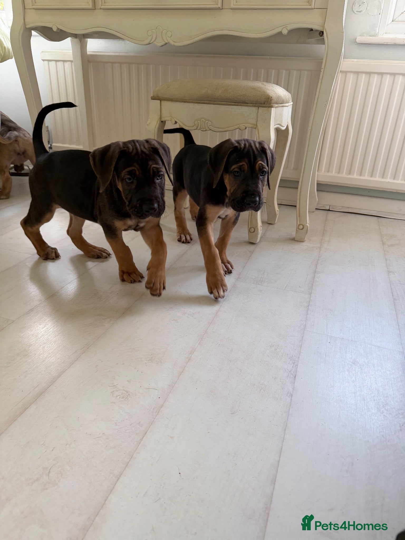 Cane Corso dogs RARE COLOUR CANE CORSO puppies. PROTECTION+FAMILY - Advert 2