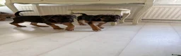 Cane Corso dogs for sale: BEAUTIFUL CANE CORSO puppies. PROTECTION+FAMILY - Advert 7