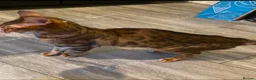 Mixed Breed cats for sale: Beautiful Bengal mix kitten 1 years tower hamlets  in London - Advert 3