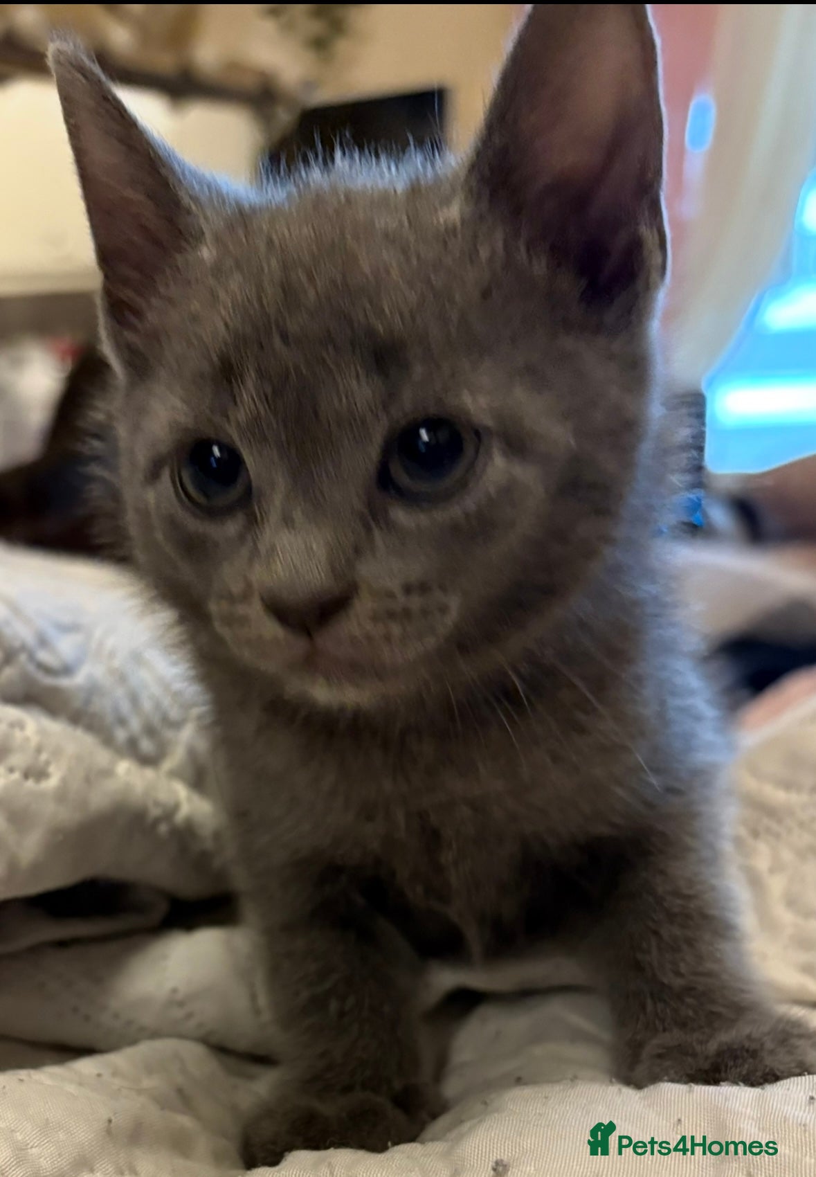 Russian Blue cats for sale: Blue Russian kittens - Advert 16