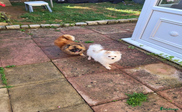 Pomeranian dogs - Advert 3