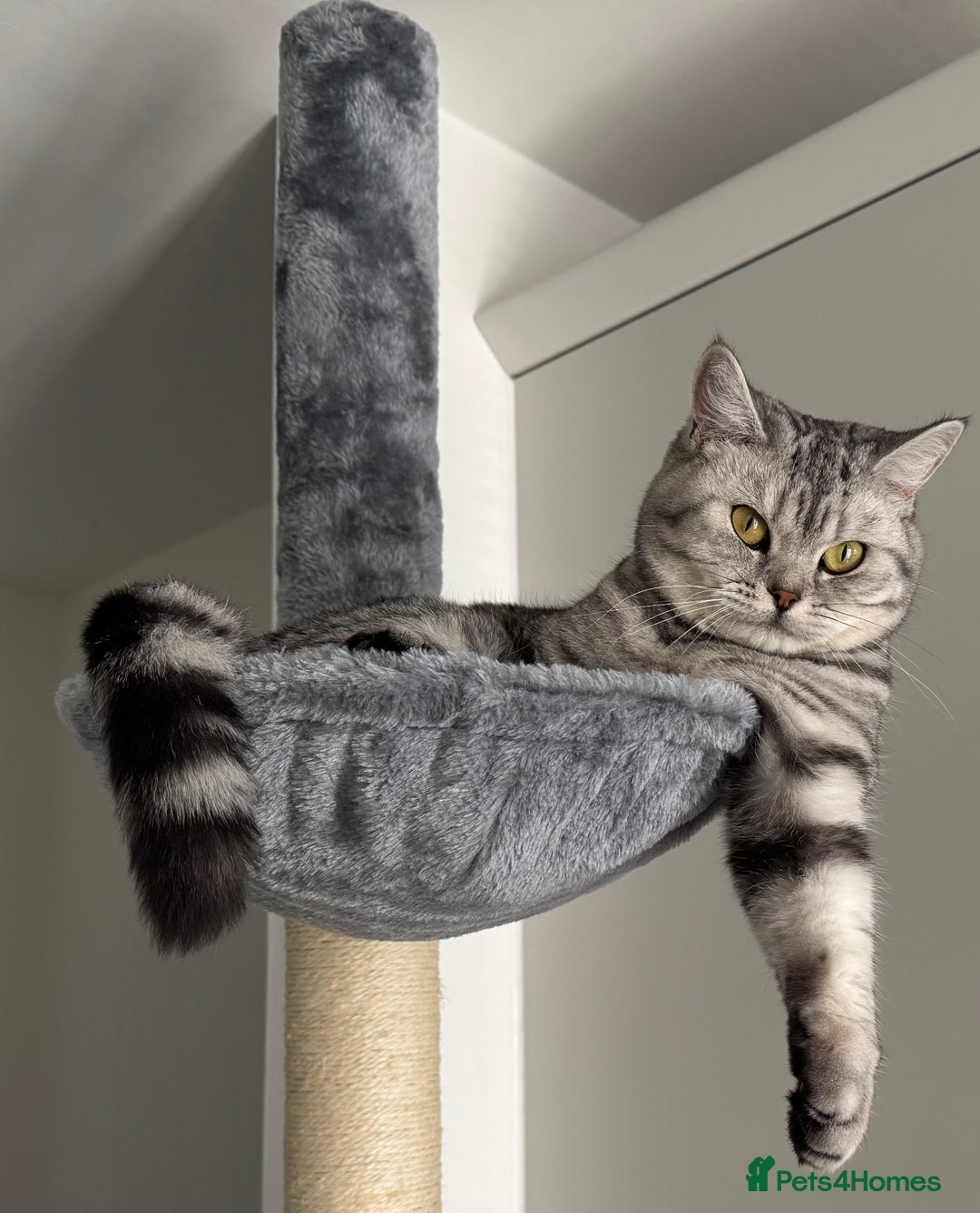 British Shorthair cats for sale: British Shorthair Silver Spotted GCCF Cat - Image 10