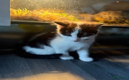 Domestic Shorthair cats for sale: 1 male kitten left - Image 1
