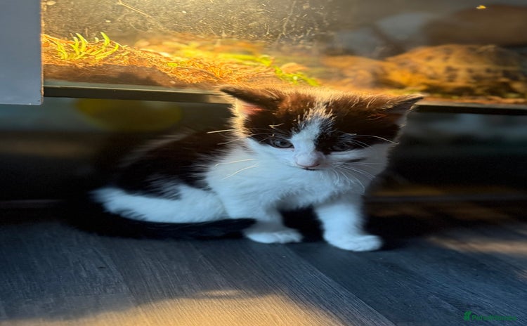 Domestic Shorthair cats - Advert 16