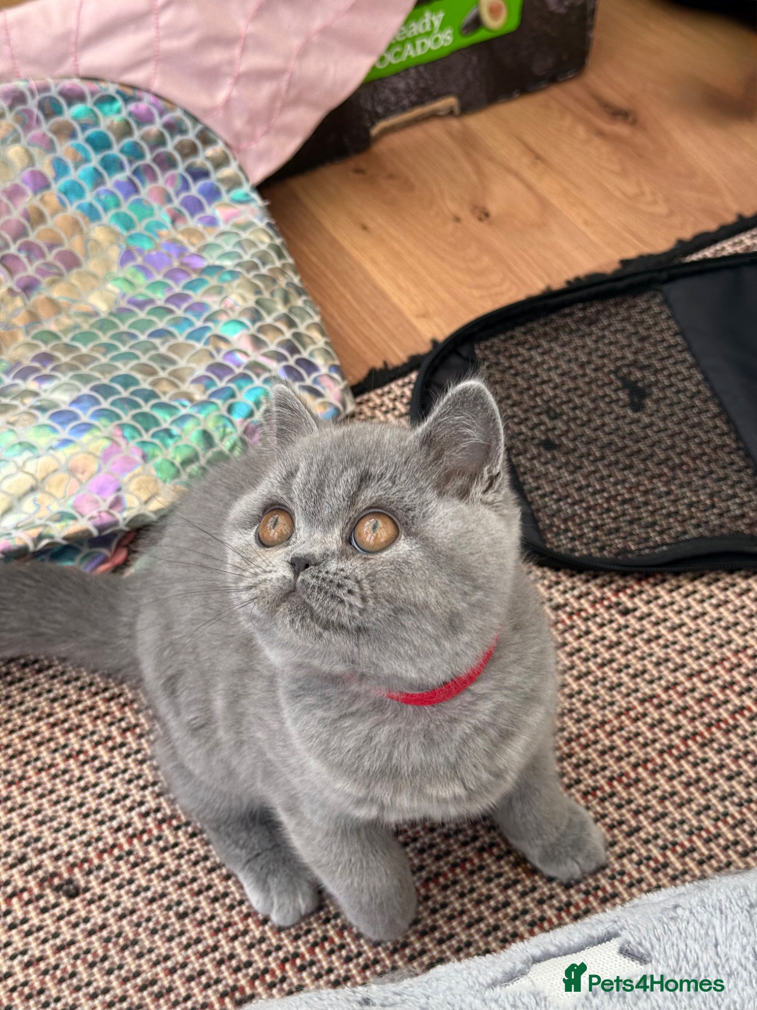 British Shorthair cats for sale: Pedigree British Shorthair Kittens ready to go! - Advert 15