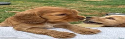 Cocker Spaniel dogs for sale: Beautiful Show Cocker Spaniels  - Advert 8