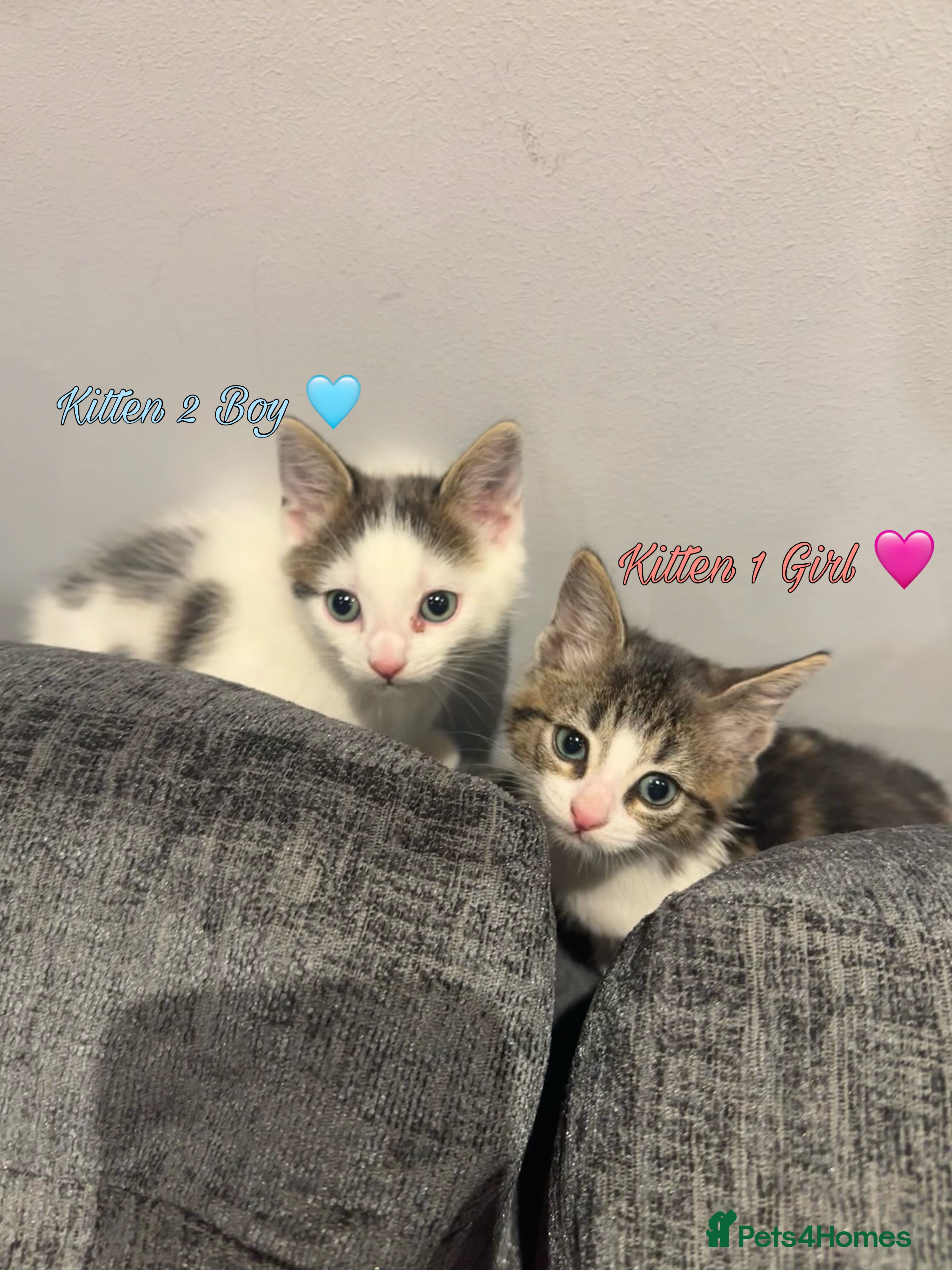 Mixed Breed cats Cute Boy Kitten Left!!!  - Advert 1