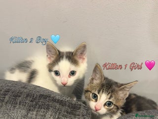 Mixed Breed cats Cute Boy Kitten Left!!! - Advert 1