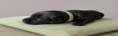 Labrador Retriever Puppy