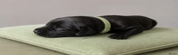 Labrador Retriever dogs for sale: KC Registered Pedigree Labrador Puppies - Advert 7
