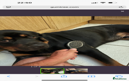 Rottweiler dogs for sale: Rottweiler Puppy - Image 7