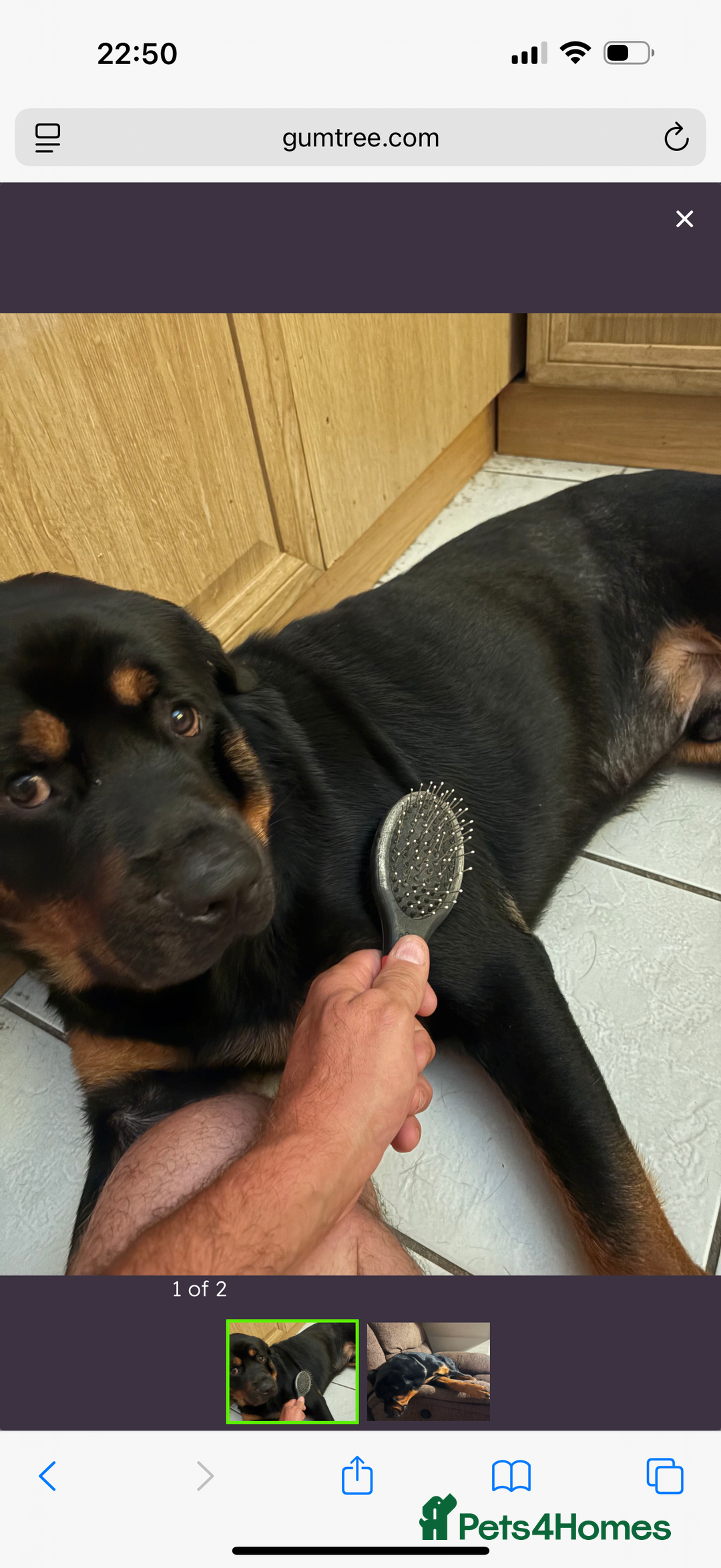 Rottweiler dogs for sale: Rottweiler Puppy - Image 7